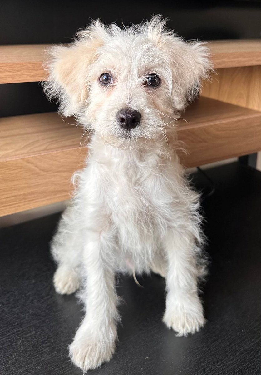 eltuitdemarsh's tweet photo. Lindo cachorrito, de 3 meses, en adopción responsable. Se encuentra desparasitado y en proceso de vacunación. Es muy cariñoso, tierno y dormilón. Será de tamaño pequeño a mediano. Si deseas darle un hogar para siempre, comunícate al +56965827702. Favor RT!
#Santiago https://t.co/HrLVYesqCs