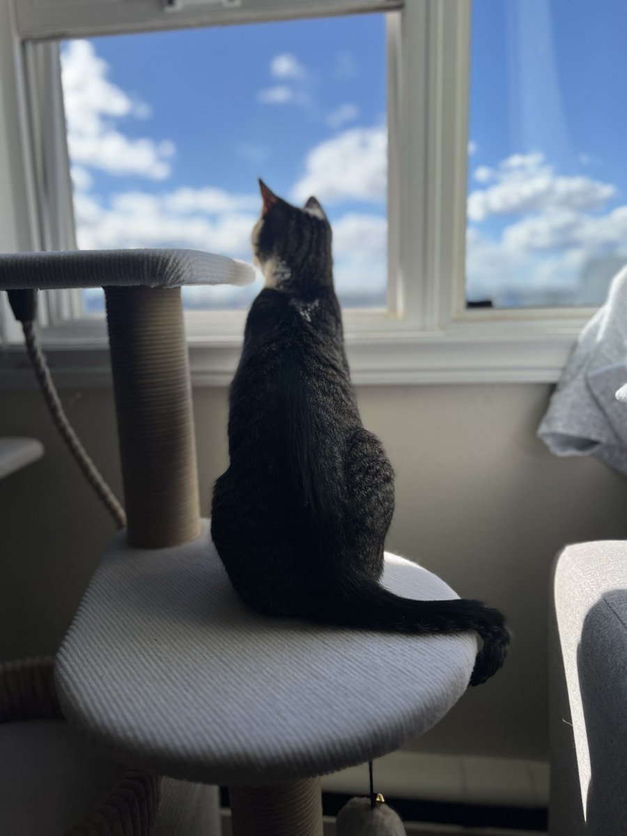 AnOlderNWiserMe's tweet photo. My new companion getting used to her view.

#caturday #windowcat https://t.co/6RUqxSSmUm
