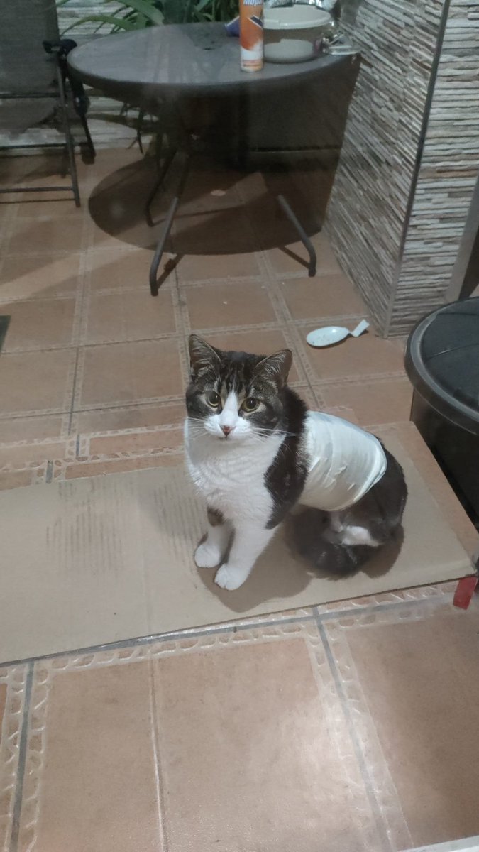 Srt_Feruz_2004's tweet photo. @_lolabunny07 A la mía le pusieron eso en el veterinario cuando se castró y aprendió la técnica del hurón https://t.co/G098gpGOAR
