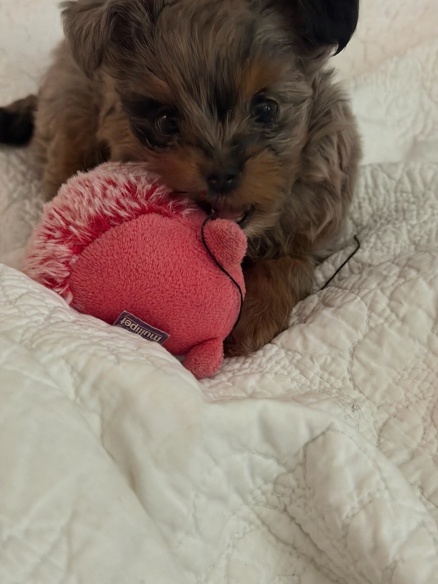 Vpups2cute's tweet photo. Me and my emotional support pink thing. Do not ask for it back. #PuppiesOfX #PuppyLove #CutePuppy https://t.co/mwYr984RkO