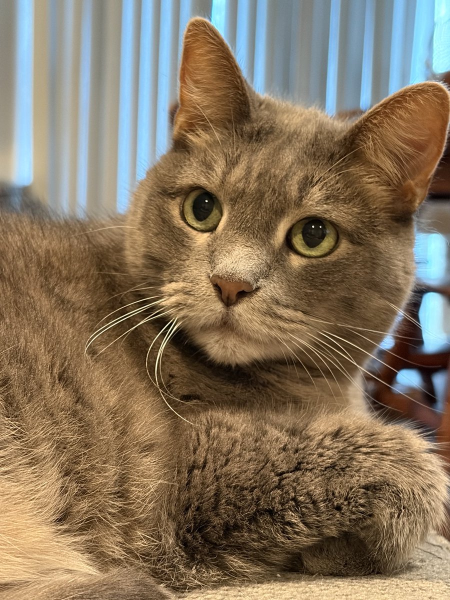 MsSinKC's tweet photo. @clyde5000 @mrs_Gin1st I teach 6th grade science and have two cats I’d like to spoil! 

https://t.co/8BqUjAootL https://t.co/xhPVbVbLTf