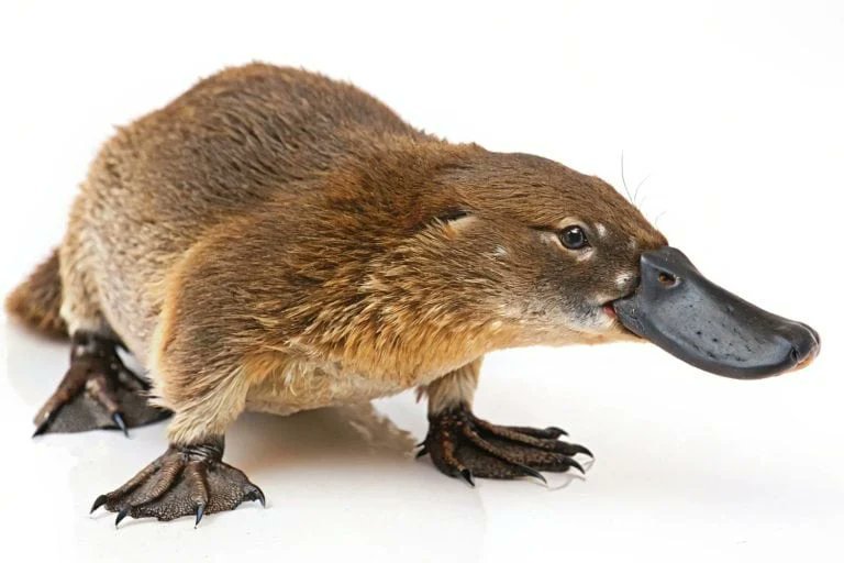 El_Whisket's tweet photo. @Skibidi_lord12 @nick_of_time_49 @Penutzamn "Can mammals lay EGGS?" https://t.co/iZLwMXvlAT