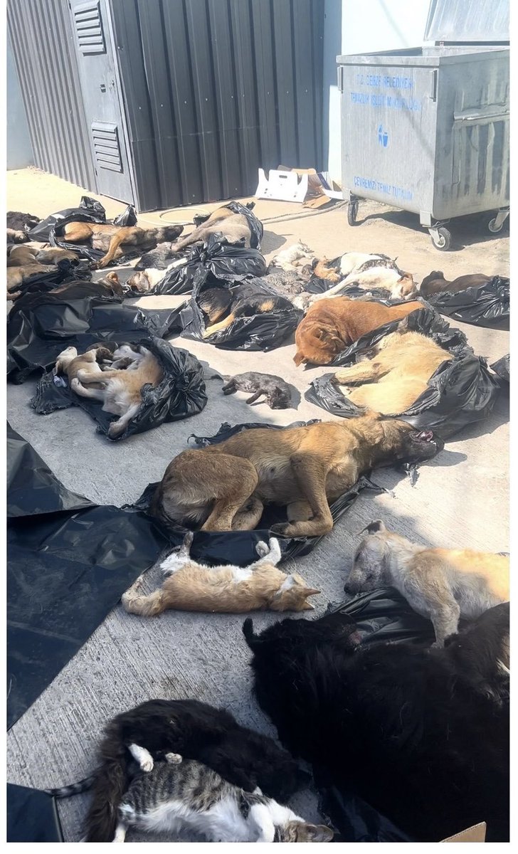 emree55555555's tweet photo. Bir canın yaşamı, insanların vicdanına bırakılmayacak kadar değerlidir.
#4EkimKutlamıyoruz https://t.co/6w0Ywp1VOb