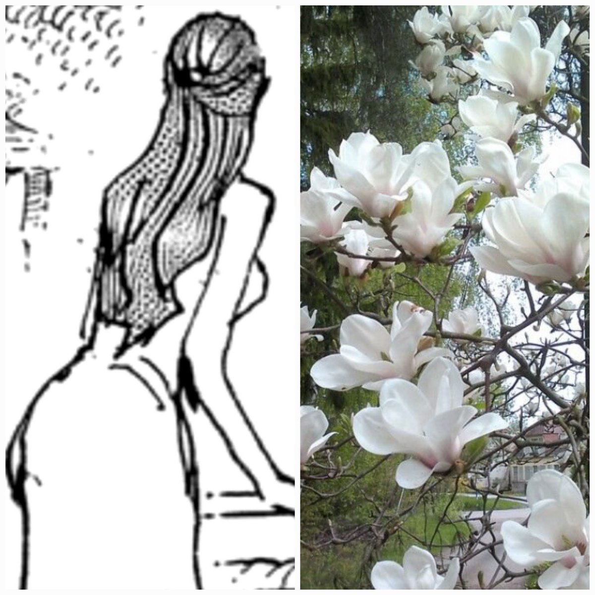 Op_MagnoliaX's tweet photo. The symbolism behind the Magnolia flower makes me wonder if her name could be another hint toward her being a princess or even a Celestial Dragon.

After all, so many princesses and queens in One Piece have flower-related names.

Could there be a connection? What do you think? 🤍 https://t.co/Pz1TQh0QoQ