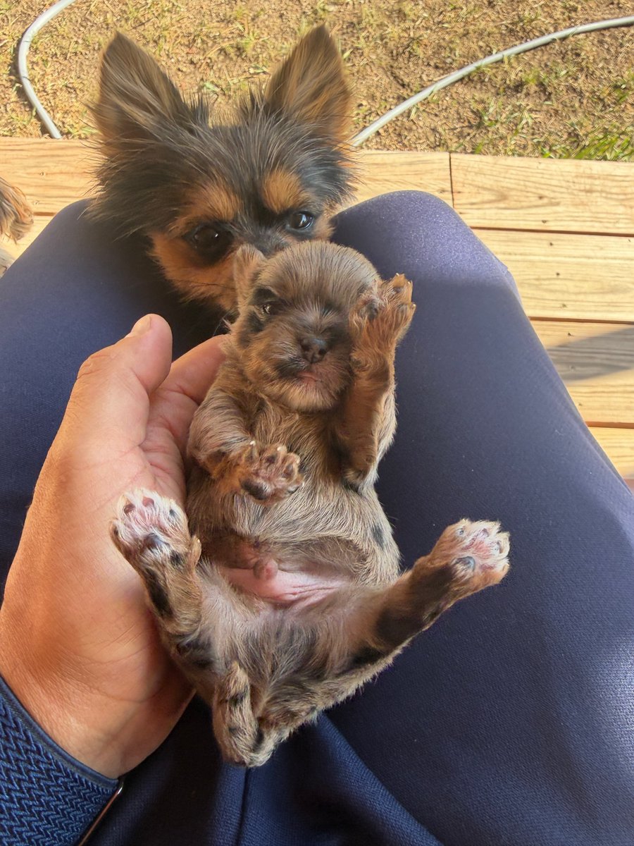 Vpups2cute's tweet photo. Senior management supervising my belly-rub appointment. Very strict. #PuppiesOfX #Yorkie #PuppyLove https://t.co/COA1KNrf0o