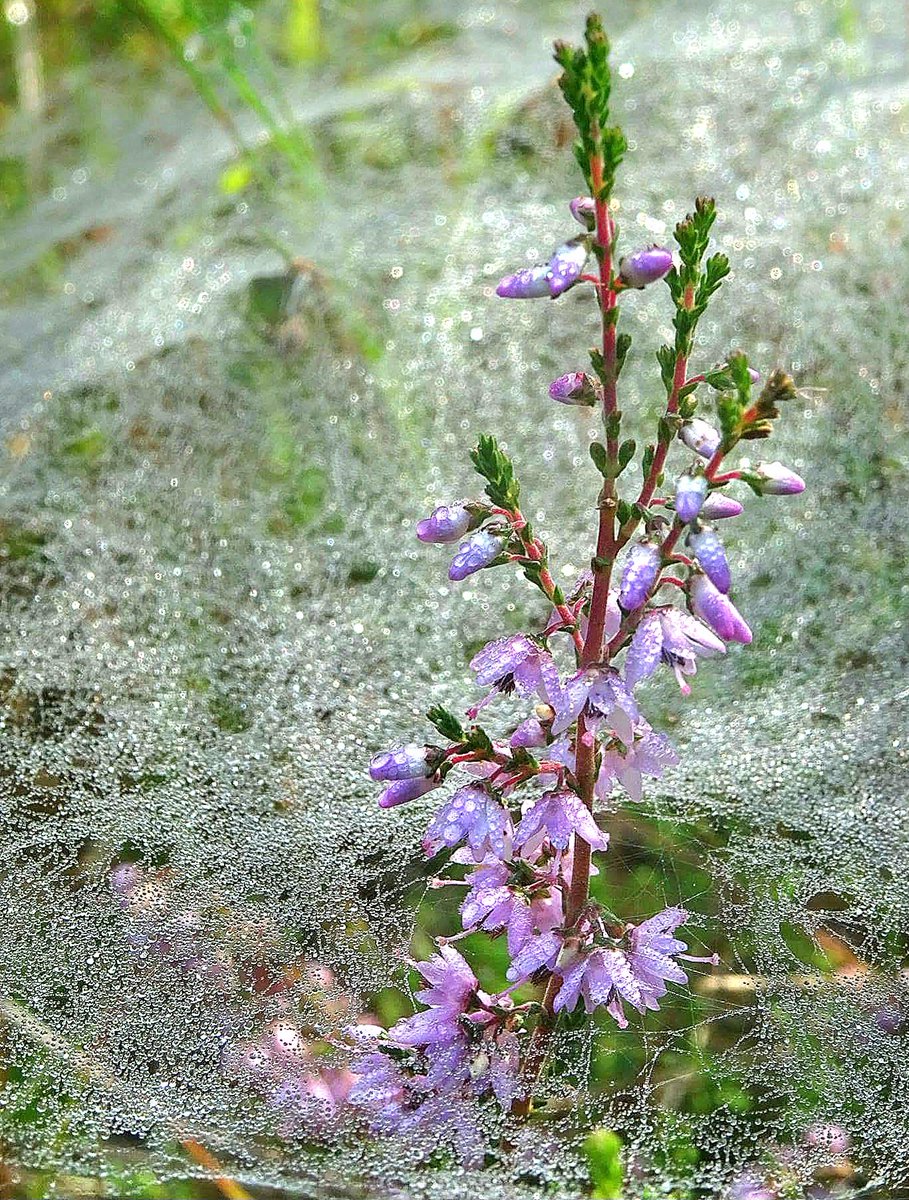 HettieZurMuhlen's tweet photo. 🍁 Herfst. Ik hou ervan. Vooral als herfst (na)zomert😅😃🌞
#dauw #spinrag #Heide #herfst #schitteren https://t.co/6C3XAtIudT