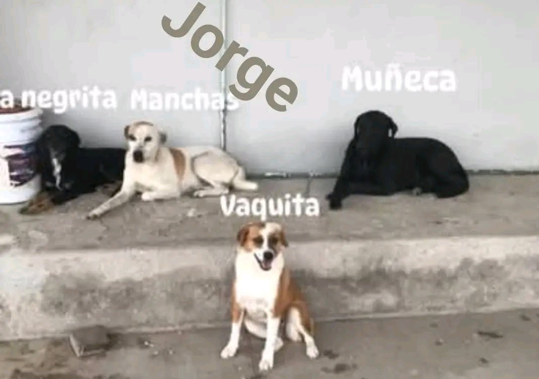 JorgeJaime_1's tweet photo. Intente  hacer una tanda no hubo respuesta estoy batallando como saben mi casa iso cortó en los cables de la luz y no tengo luz y me llega la desperacion se me junta todo aveces mañana tengo q llevar alimento a los perritos  q tengo en casa de mis papás y no quiero empeñar mi cel https://t.co/EeW4sfplFf