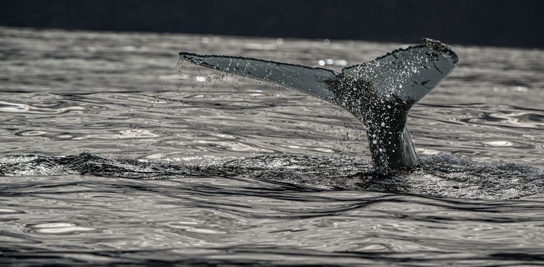 Picfair's tweet photo. 'Humpback Whale – Iceland' by Carey Faulkner Photography

📷: https://t.co/2XqeqDSzLJ

#Picfair

_

Create your Picfair store today and join over 1,000,000 #Photographers selling their photos with their own website!
_

#photo #photooftheday https://t.co/i6FiNj4JOI