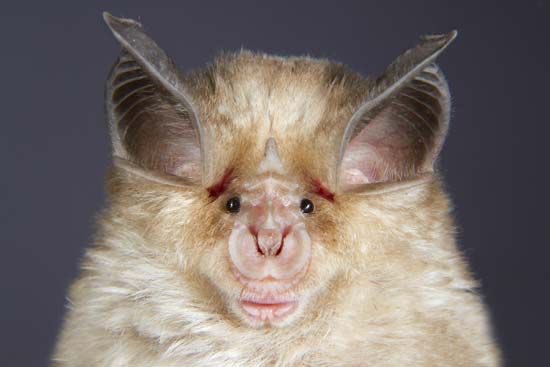 GhouliaChilds's tweet photo. Happy #Baturday! (* Mediterranean Horseshoe Bat)๐ฆ https://t.co/F6r3EZ8e0K