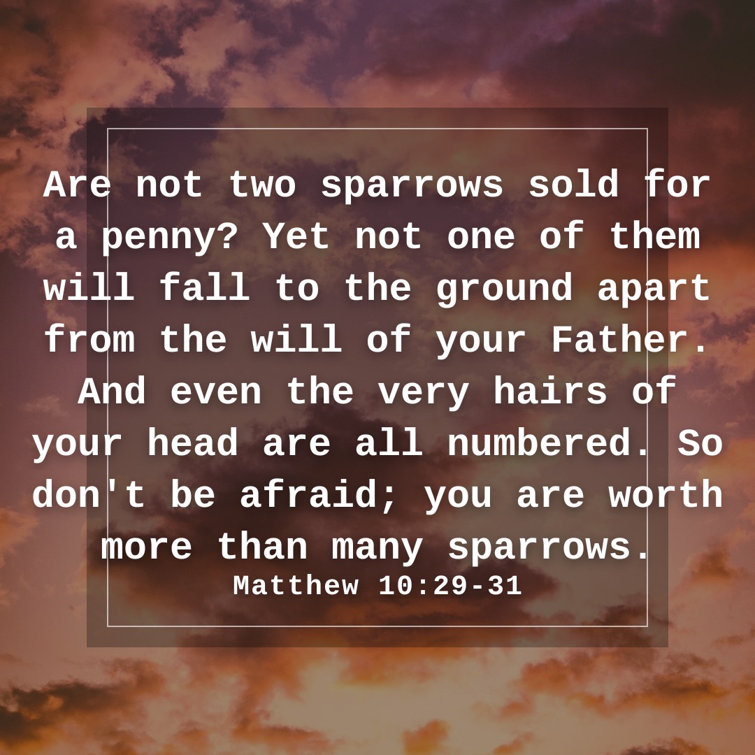 BibleHourApp's tweet photo. Are not two sparrows sold for a penny? Yet not one of them will fall to the ground apart from the will of your Father. And even the very hairs of your head are all numbered. So don't be afraid; you are worth more than many sparrows.
Matthew 10:29-31
#Matthew #Matthew10 #Bible https://t.co/UMK7JNojmO