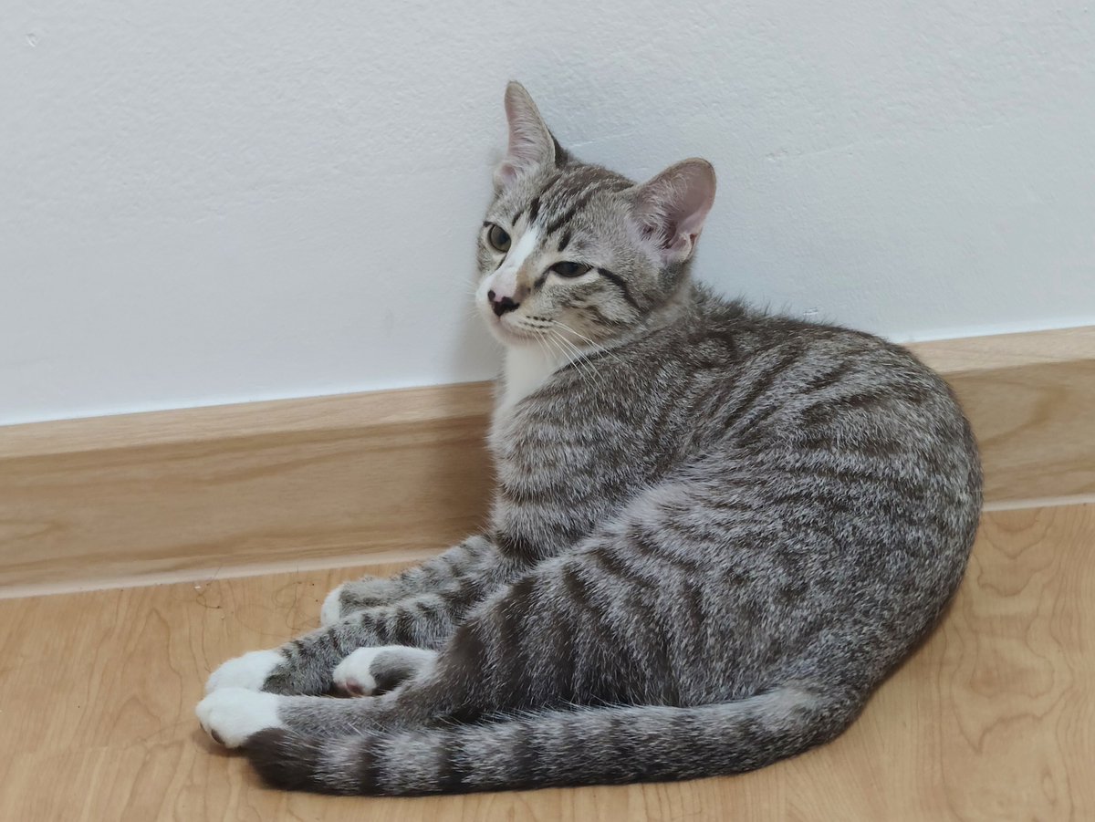 Tiffanysd8f's tweet photo. ห้องเรามีแมวนะมาดูมั๊ย❤️🏡😺 #เครือสหพัฒน์ #ชลบุรี #ศรีราชา #แหลมฉบัง https://t.co/0KfBZBzv7p