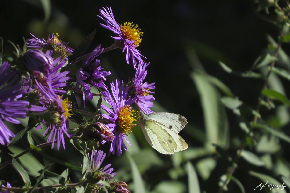 PlantNativeWI's tweet photo. Cabbage white on New England aster. https://t.co/svZpniIcWj