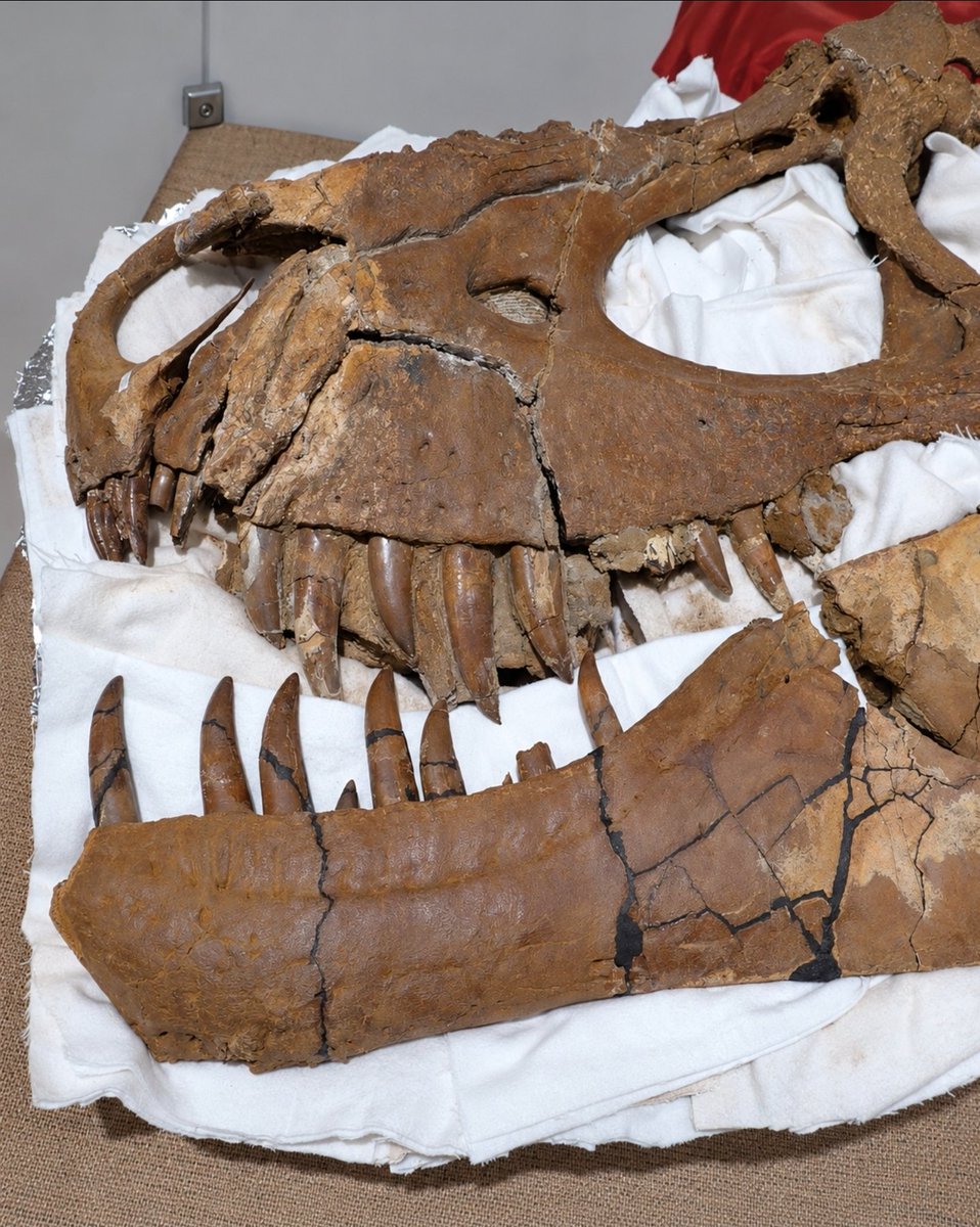 New dinosaur just dropped

Palaeontologists have officially described Tromerosaurus solumons, a previously unknown tyrannosaur that lived in what is now Alberta