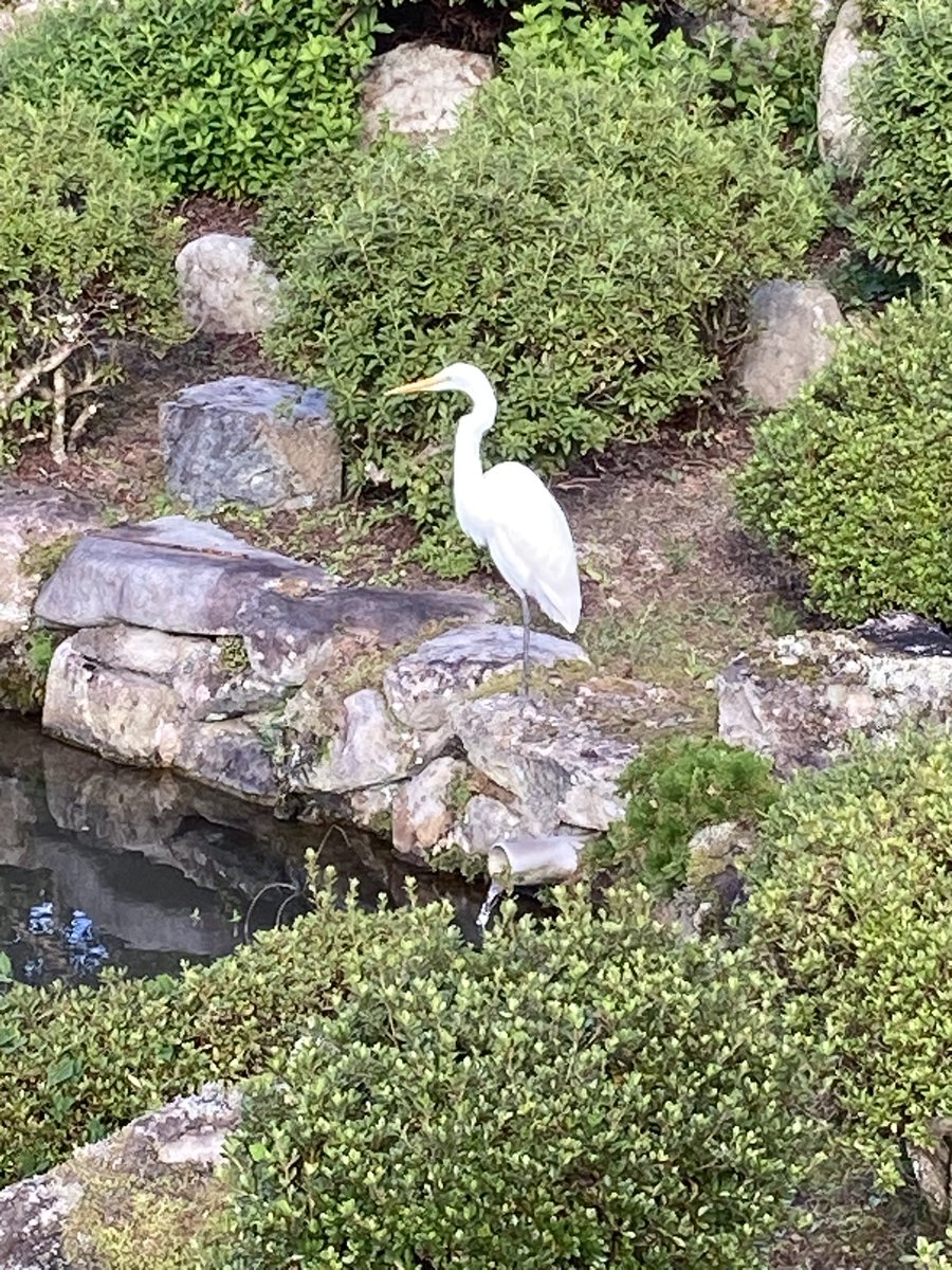 BBA2251's tweet photo. 真夜中から起きてる
フラBBAです皆様おはようございます🙇‍♀️ 日曜日ですごゆっくりして下さい仕事の方はご苦労様ですね今日も良い日であります様に行ってらっしゃいませ😊💕👋
秋の味覚栗と柿です
訪問先の池の側にいる白鷺魚狙ってる
昨日の夕日凄いよね https://t.co/hxkwO742bp
