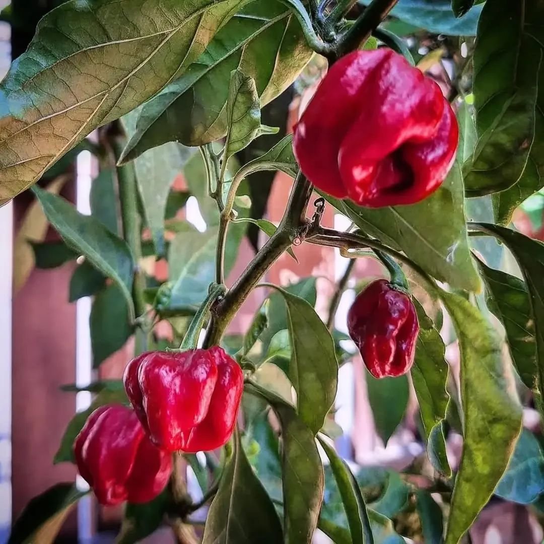 sergio_scaratti's tweet photo. Amarcord...
#sergioschilipeppers #peperoncino #piccante #scoville #pepper

Buon week end... https://t.co/AHoLDFz2cd