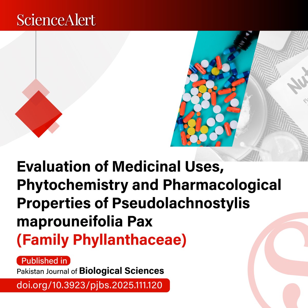 scialert's tweet photo. ๐Evaluation of Medicinal Uses, Phytochemistry and Pharmacological Properties of Pseudolachnostylis maprouneifolia Pax (Family Phyllanthaceae)
https://t.co/Npqo0zEzmc
#MedicinalPlants #Phytochemistry #Pharmacology #Ethnobotany #NaturalProducts #ScientificResearch #PJBS https://t.co/FWpWM5u1ZD