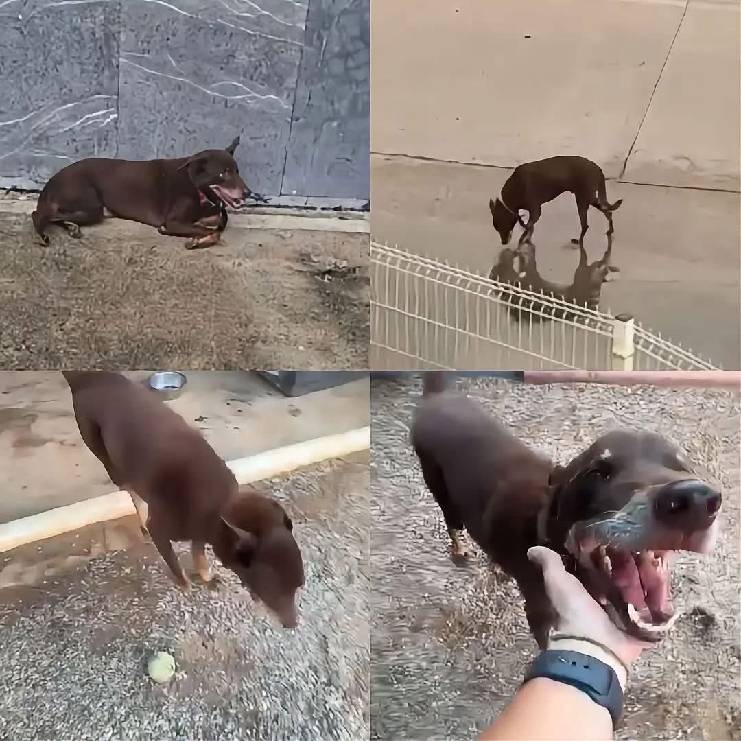 VigiaCiudadano7's tweet photo. ABANDONAN A PERRITO EN AEROPUERTO DE MÉXICO TRAS NO PODER VIAJAR CON SU DUEÑO

Entre maletas, vehículos y personas que iban y venían, un perro permanecía completamente solo. Había llegado al aeropuerto de Puerto Vallarta acompañado de su dueño, pero después de que aparentemente no pudiera viajar con él, terminó siendo abandonado en las inmediaciones de la terminal.

El peludo estaba tan asustado que no permitía que nadie se acercara. 

Caminaba de un lado a otro buscando un lugar seguro, sin comprender por qué había quedado atrás. Trabajadores del aeropuerto le proporcionaron agua y alimento, mientras ciudadanos comenzaron a compartir imágenes y pedir ayuda para rescatarlo.

Después de varios intentos finalmente lograron ponerlo a salvo y trasladarlo a una asociación de protección animal. Para nosotros un aeropuerto es solamente un lugar de paso; para él fue el sitio donde vio desaparecer a la persona que representaba todo lo que conocía. 

Ahora comienza una nueva historia, esta vez buscando a alguien que no vuelva a dejarlo atrás.