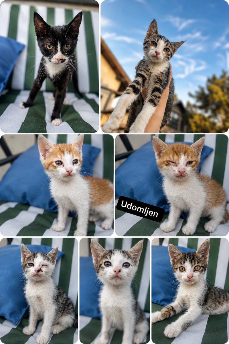 White00Flag's tweet photo. Ovim malim macama treba dom u kom će bezbrižno odrasti, neko kome će se motati oko nogu i zaspati u krilu. 🐾❤️

Za udomljavanje mi pišite. A ako ne možete da ih primite, podelite - možda ih nečiji kauč već čeka. https://t.co/kKqyvNwJkD