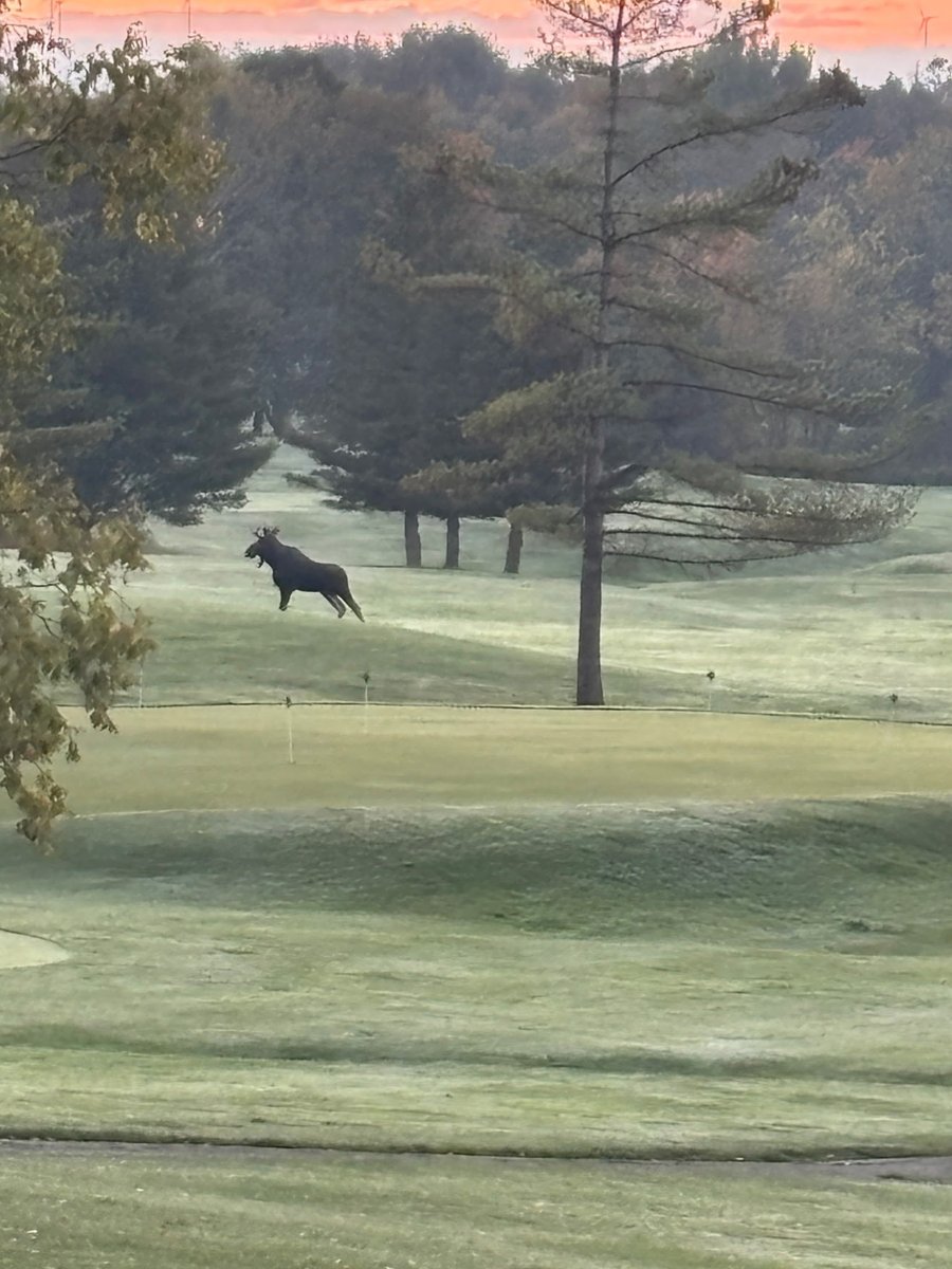 NYFarmer's tweet photo. Moose on country club greens down the road from our farm in NY. https://t.co/qLpdcus6xo