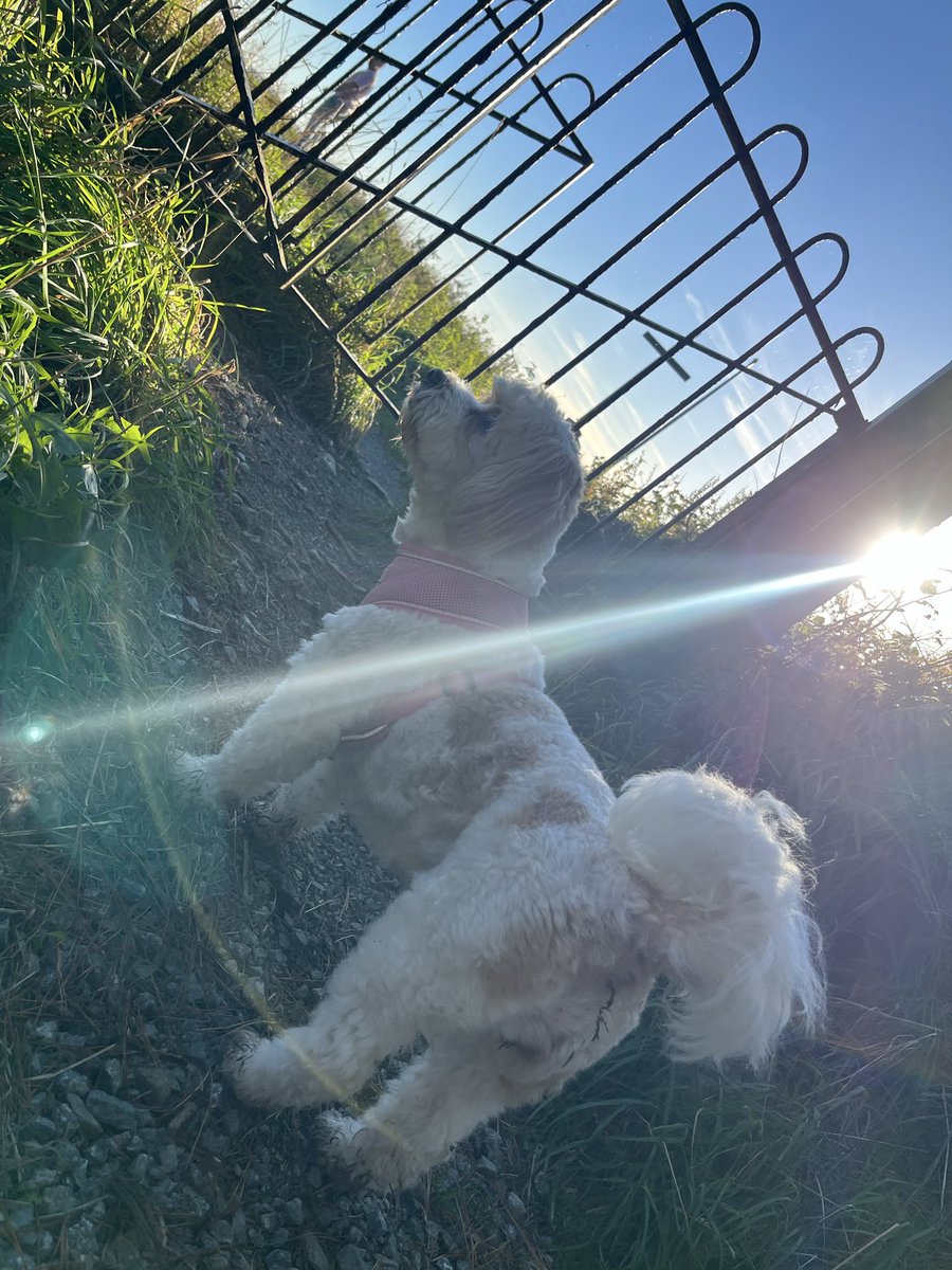 ohimKev's tweet photo. Walkies🌳🪾 https://t.co/skq4kYCYvh