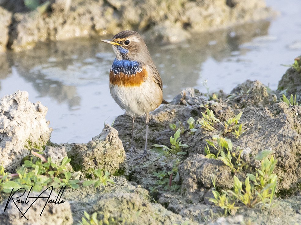 RaulAnillo's tweet photo. Un día cualquiera en los #HumedalesSalburua
El pechiazul (Luscinia svecica) es uno de esos pequeños pájaros que, cuando consigues fotografiar bien, resulta espectacular
#wildlifephotography 
#wildphoto 
#fotoaves 
#photowildlife https://t.co/1poNelgJSO