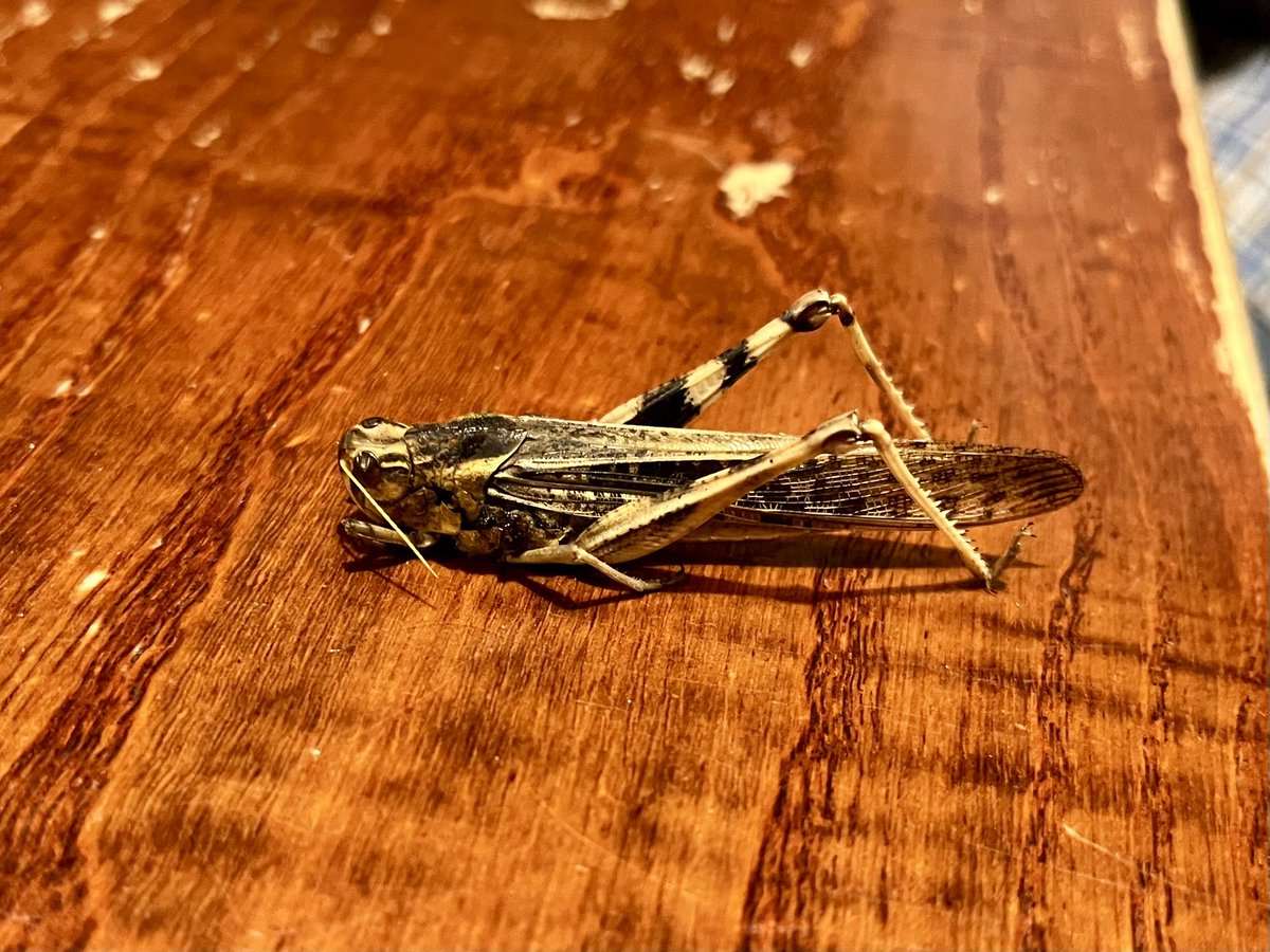 ianbennell75's tweet photo. Also brought in to the log was this deceased Migratory Locust. I did see a live one on Peninnis a few years ago. #teamlocust https://t.co/q0SmZLZIjA
