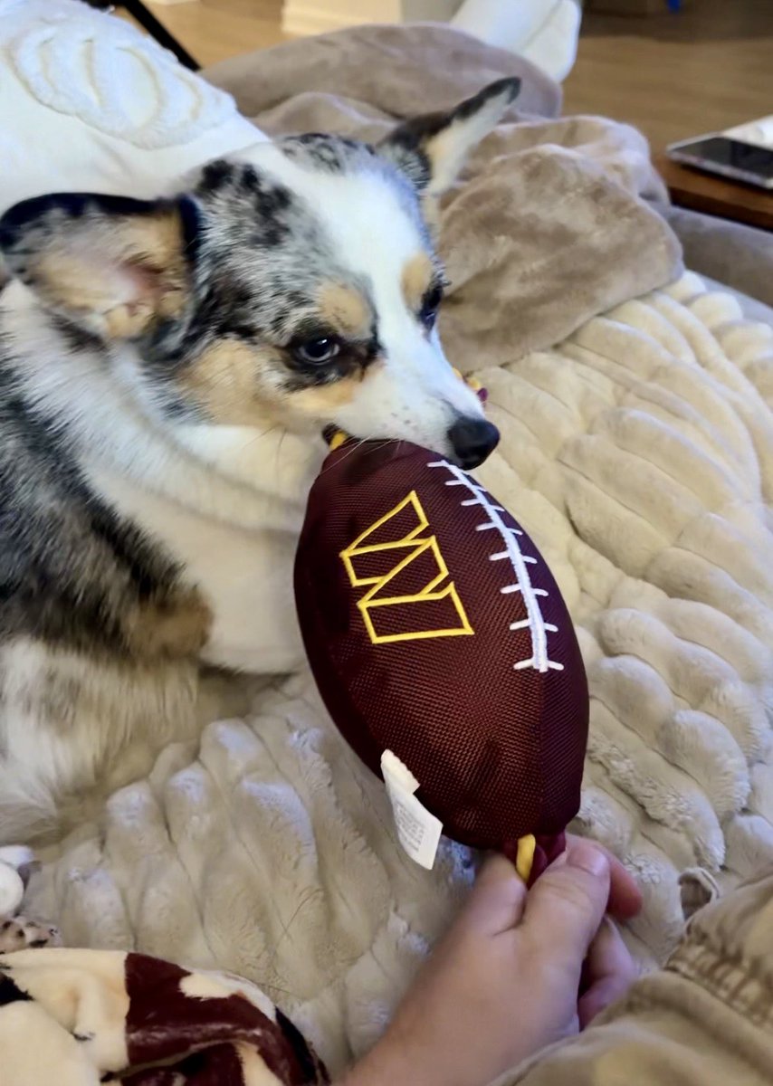 mattg926's tweet photo. @AdamSchefter Our corgis Raelie and Wylie are huge Commanders fans! #httc https://t.co/vM0BZT9PT9
