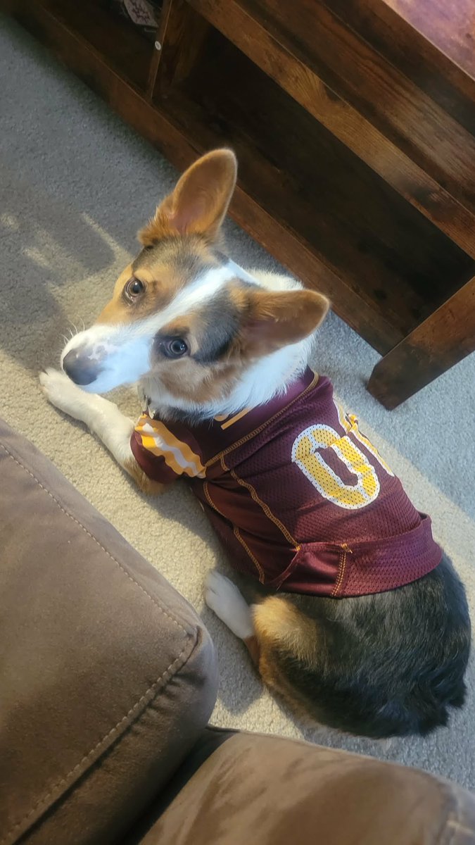 mattg926's tweet photo. @AdamSchefter Our corgis Raelie and Wylie are huge Commanders fans! #httc https://t.co/vM0BZT9PT9