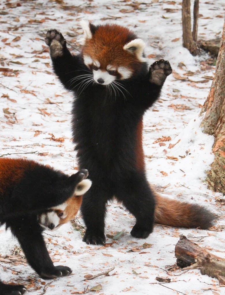 heartofseodo's tweet photo. kinda giving red panda 🥹
https://t.co/NrbYxRAkLy https://t.co/elGb8W3qEF