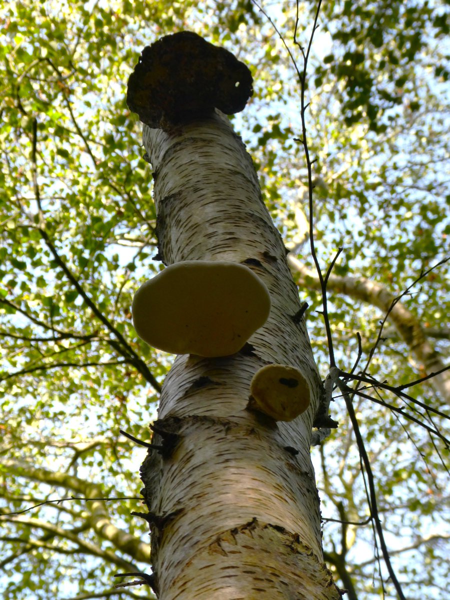 beatricegroves1's tweet photo. Birch polypore 🤍🍄🤍
This elegant bracket fungus has many medicinal properties &amp; was used in the Bronze Age to transport fire, as it smoulders for a long time🔥
#MushroomMonday https://t.co/J5h260soEK