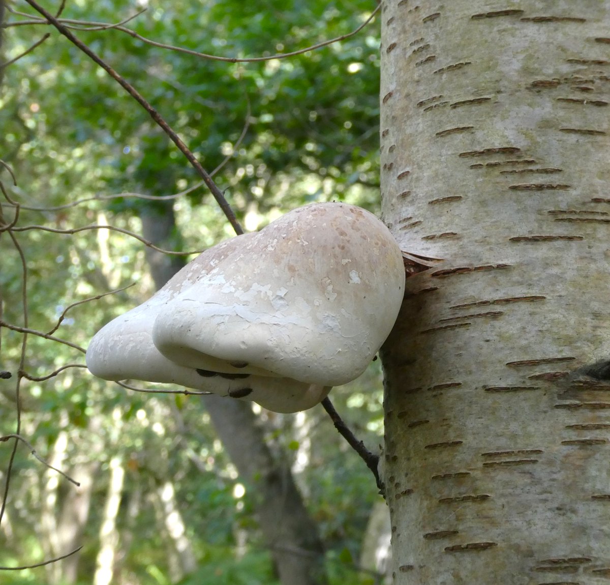beatricegroves1's tweet photo. Birch polypore 🤍🍄🤍
This elegant bracket fungus has many medicinal properties &amp; was used in the Bronze Age to transport fire, as it smoulders for a long time🔥
#MushroomMonday https://t.co/J5h260soEK