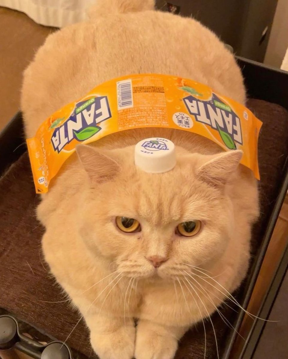 PunchingCat's tweet photo. https://t.co/oNA11GD1BZ
