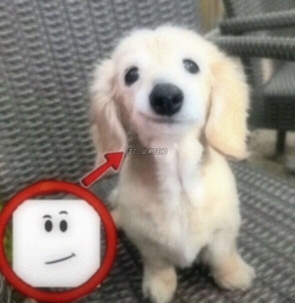 dogxeme's tweet photo. @Yariventilator их оч  многа но эт основные:р https://t.co/cwi2UWXoP9