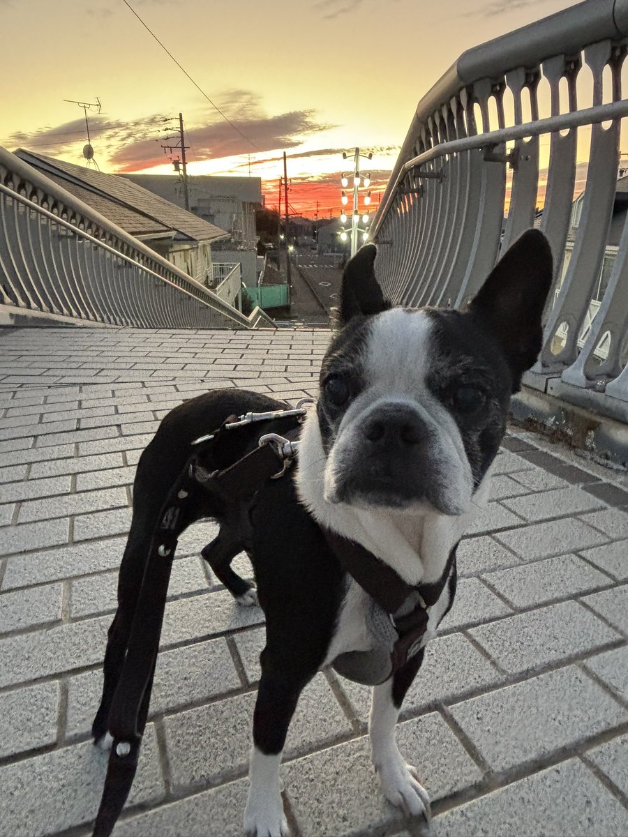 maco_bosteri's tweet photo. 夕陽が綺麗だったよ
#ボストンテリア https://t.co/mgEE04pI4l