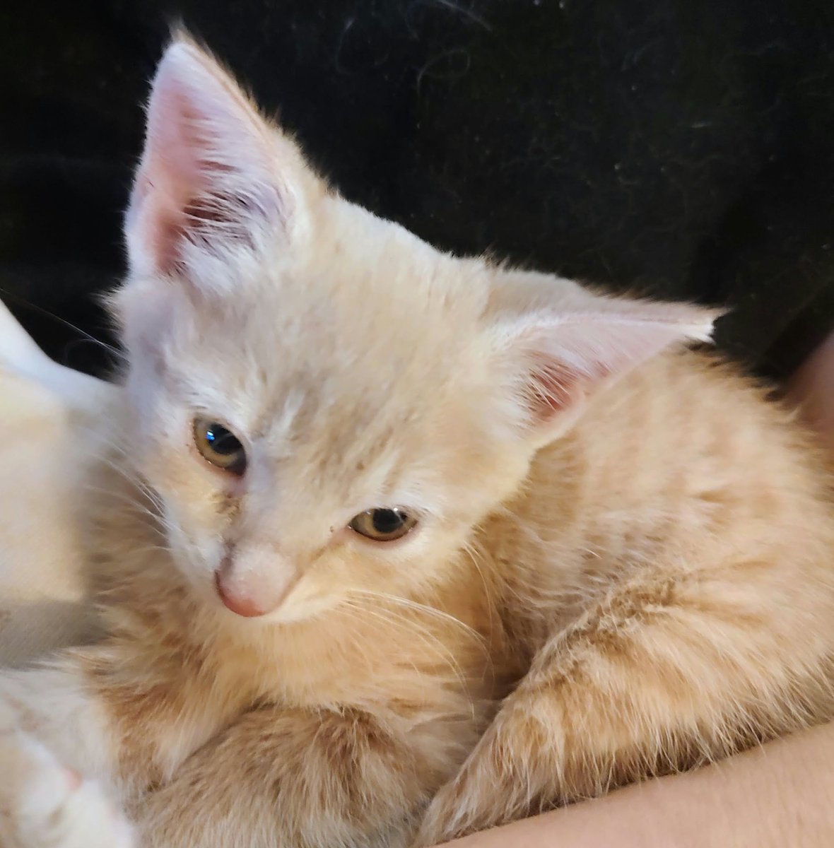 thestro's tweet photo. Liberty is having some tummy issues and needs help . She will be seen at a vet hospital tomorrow.  Donate to:   PayPal:https://t.co/9u9FIhID0L  or CashApp: https://t.co/Vf3Y1PrfuY Please help us save her! Thank you for your love and support! 😺🙏♥️ #Liberty #cat #kitty #TeamStro https://t.co/EmMY0T05ra