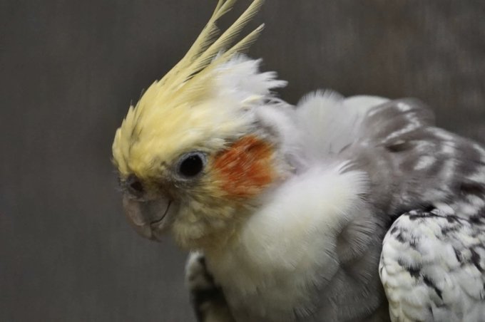 A close-up portrait of a cockatiel with a yellow crest, grey and white feathers, and distinctive orange cheek patches.