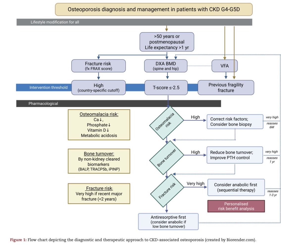 DraNefrona's tweet photo. ERC y Osteoporosis ✨ https://t.co/hMQpCKs9tg