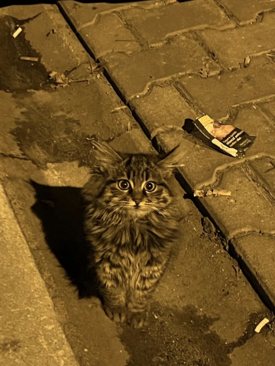 bisakinolrahime's tweet photo. Sokakta şöyle bişey buldum eve götürsem benimle gelir mi acaba ..! https://t.co/7kkB99yXFK