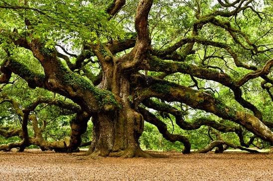 treemissions's tweet photo. Trees aren’t built from dirt.Up to 95% of a dry tree’s mass comes from the air — CO₂ turned into solid wood through photosynthesis.That giant oak? Mostly solidified sky.Plant a tree = turn thin air into carbon storage.
#TreeVolution #BreatheEasy https://t.co/10fiuv30wj