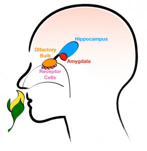 the_beardedsina's tweet photo. The part of the brain that carries and transmits your smell sensations is also connected to a part of your brain that is involved with memories and emotions.

This pathway is well developed in animals like dogs, hence why they can smell, recognise and attack https://t.co/XJ8Ec71ExZ