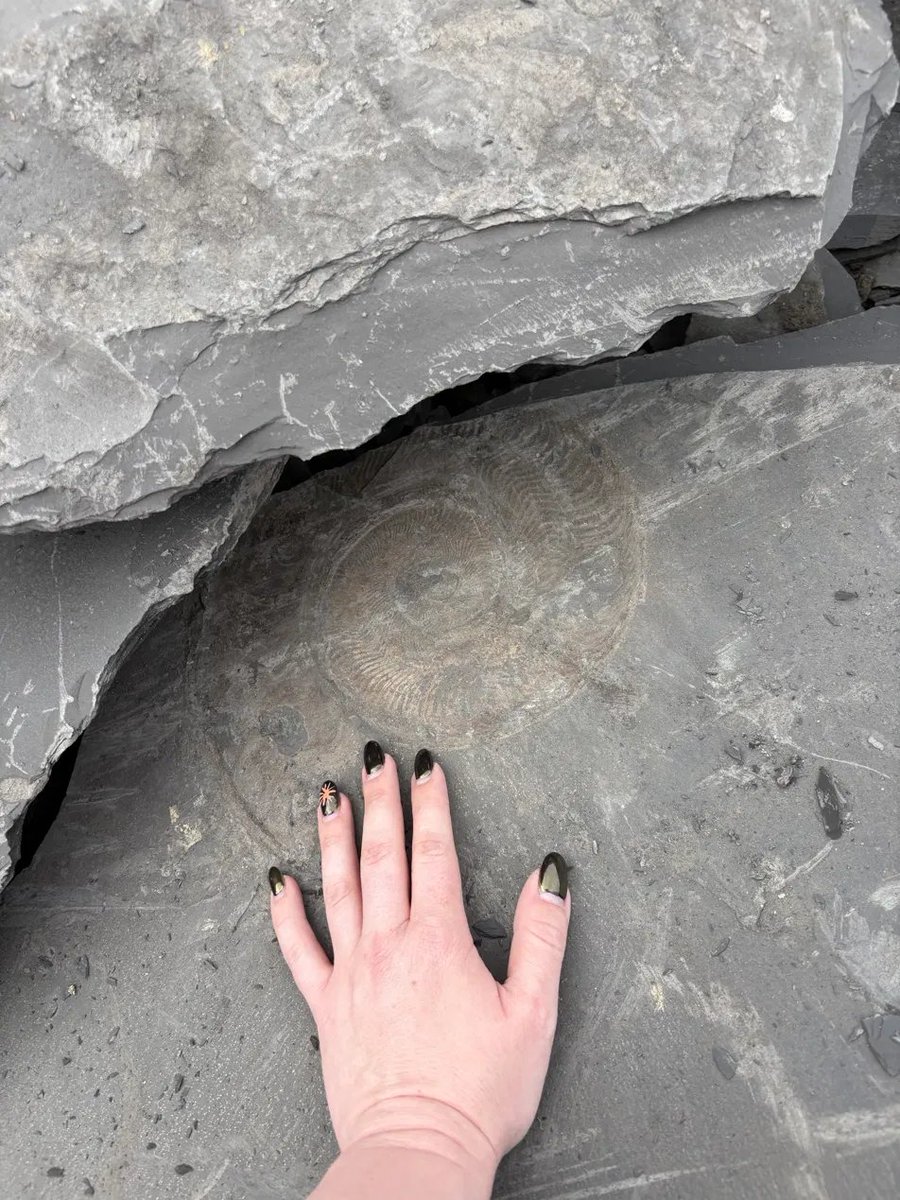 fable_sinaps's tweet photo. And a return gift, from the same family. This August @zinkoxide31415 and I went to the slate at Holzmaden. I picked the quarry and the slabs and explained how to split them; she was my hands. Mostly Dactylioceras, I believe, about 180 million years flat in the shale. The big slabs were lost in the post. These photos made it.