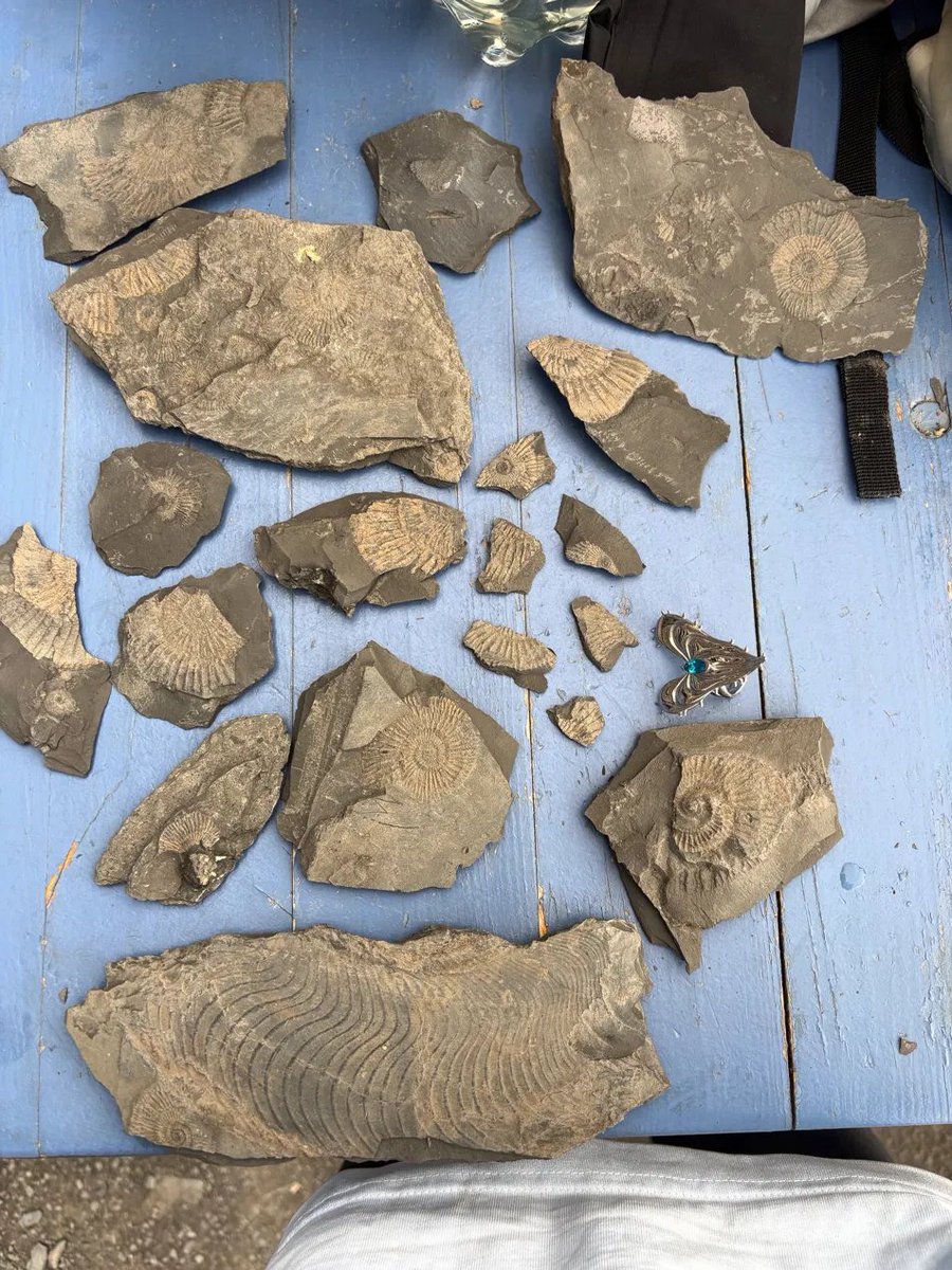 fable_sinaps's tweet photo. And a return gift, from the same family. This August @zinkoxide31415 and I went to the slate at Holzmaden. I picked the quarry and the slabs and explained how to split them; she was my hands. Mostly Dactylioceras, I believe, about 180 million years flat in the shale. The big slabs were lost in the post. These photos made it.