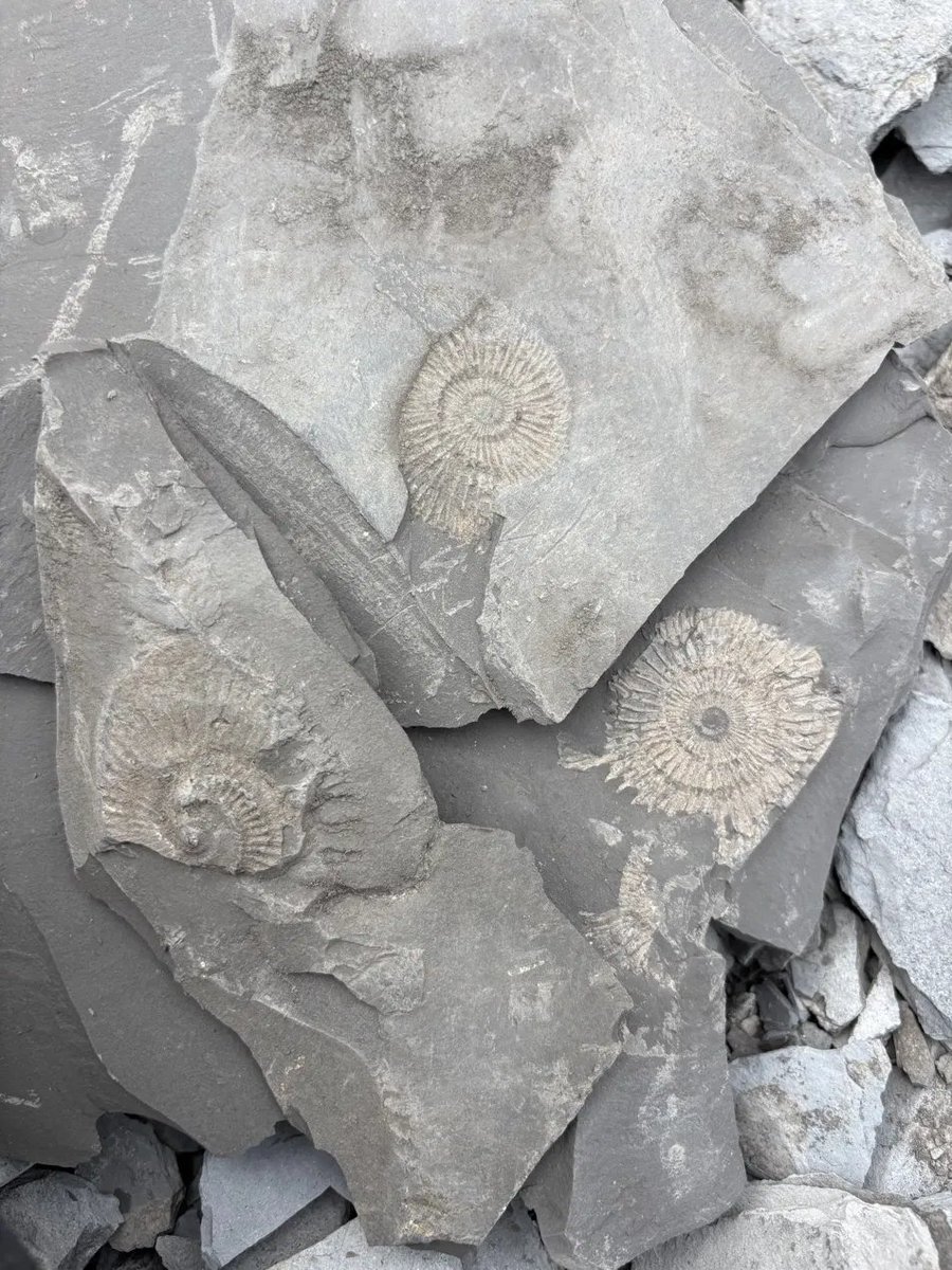 fable_sinaps's tweet photo. And a return gift, from the same family. This August @zinkoxide31415 and I went to the slate at Holzmaden. I picked the quarry and the slabs and explained how to split them; she was my hands. Mostly Dactylioceras, I believe, about 180 million years flat in the shale. The big slabs were lost in the post. These photos made it.