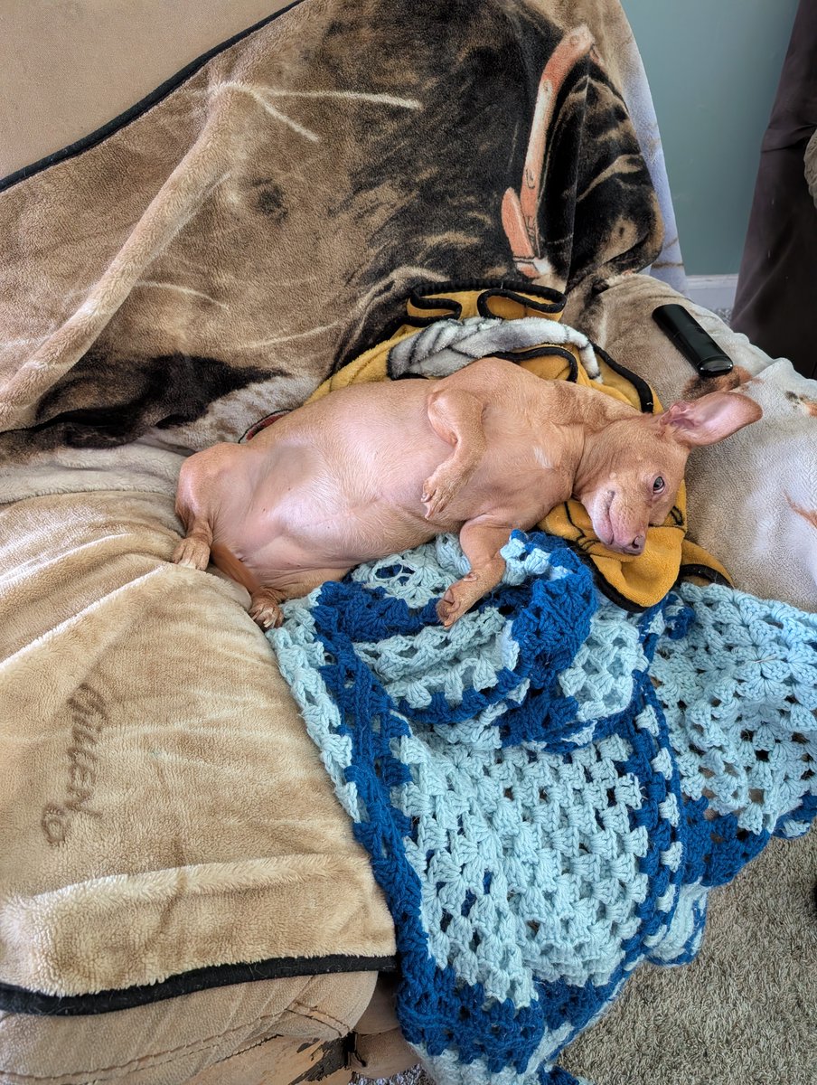 CooCooLizzie's tweet photo. @RedclawDraws The thicc Weiner dog is Libby. The cat is Han Solo and the big Coon Hound is Bailey ☺️ https://t.co/85TK2OOL1y