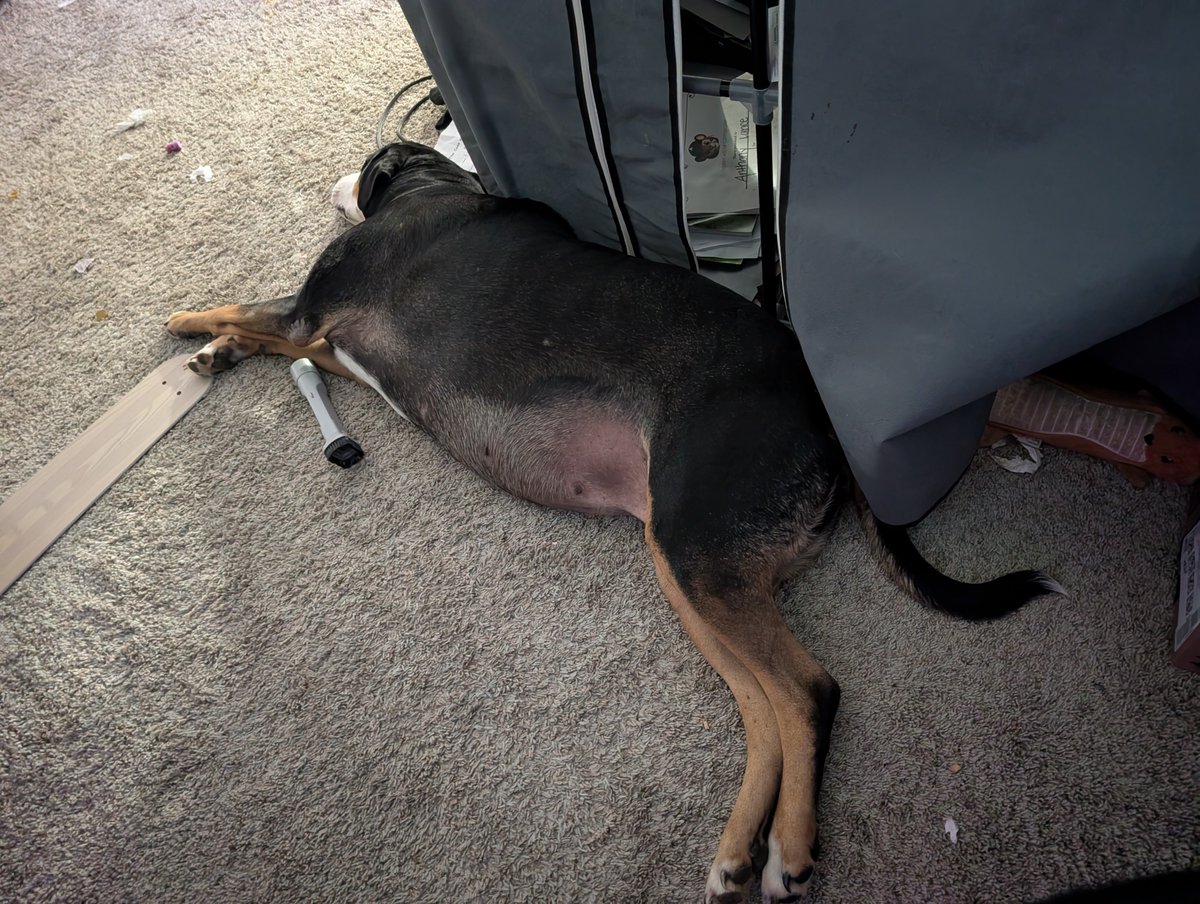 CooCooLizzie's tweet photo. @RedclawDraws The thicc Weiner dog is Libby. The cat is Han Solo and the big Coon Hound is Bailey ☺️ https://t.co/85TK2OOL1y