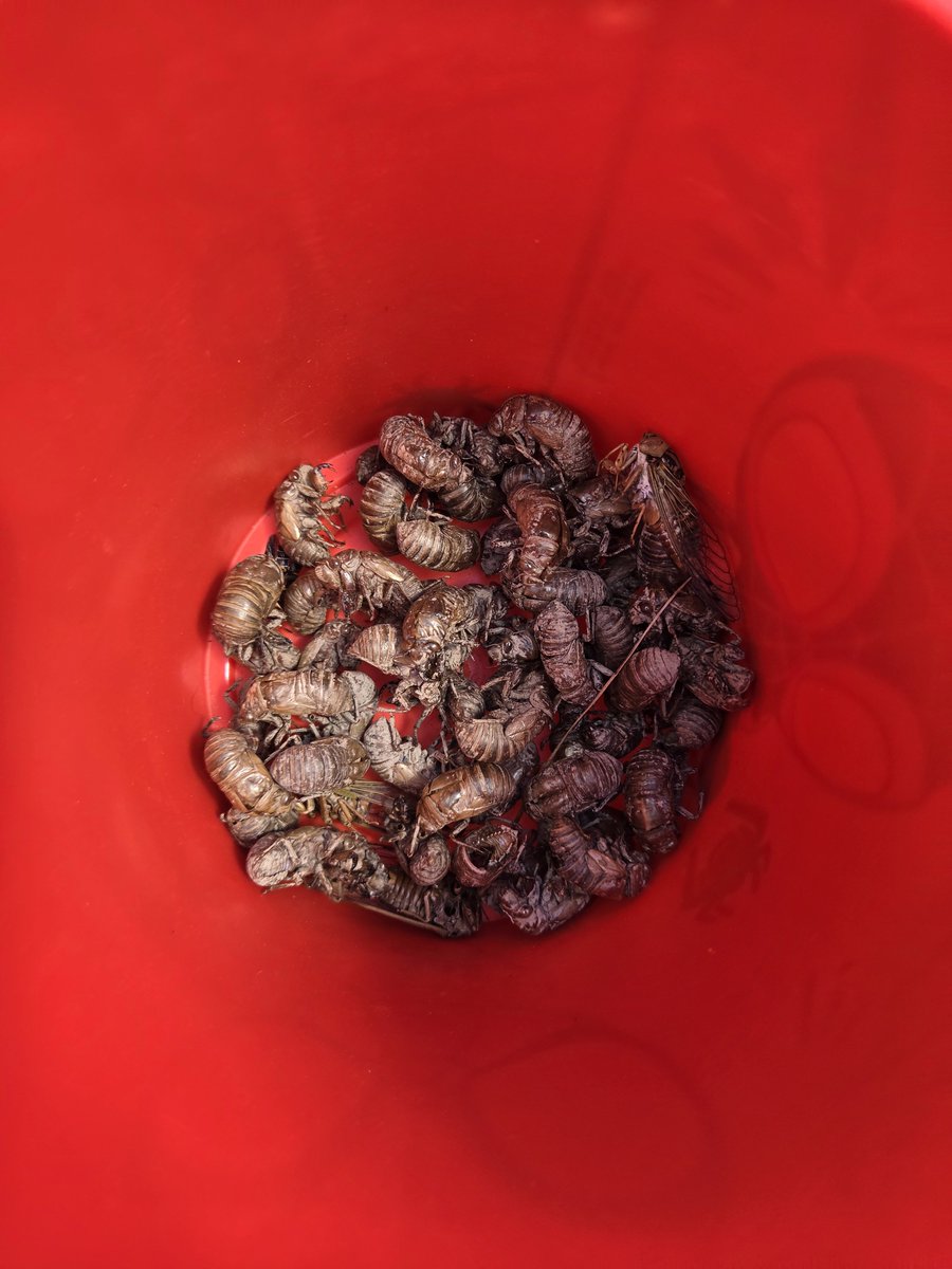 AnimatroniA's tweet photo. Cicada shells gathered from under a single tree in our yard. Think I'm going to keep them and do some art 🎨 ✨️ https://t.co/poAlqNUuo2