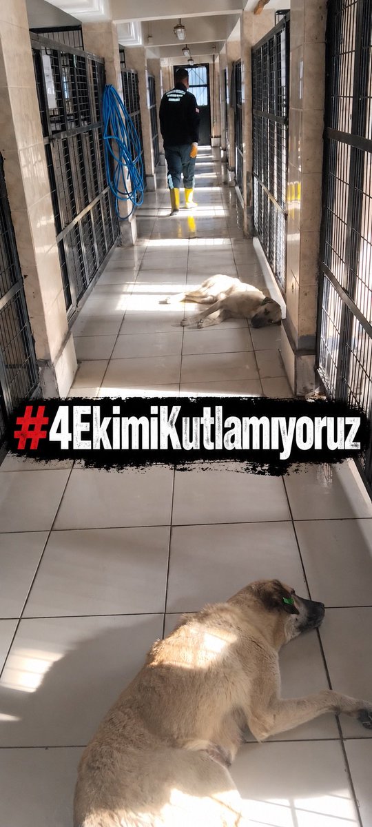 AvGulcinYapici's tweet photo. Biz pes etmedik , sizin kelimede kalan 4 ekim  hayvanları koruma günü resim ve paylaşım palavranızı samimiyetsiz sahte bulduk 

Bu kadar hayvan katledilirken bu ülkede 4 Ekim kutlanamaz dedik 
#4EkimiKutlamıyoruz 

Dost düşman görsün bilsin hayvanın hakkını yok sayanların bu günü anmaya yüzü olmasın