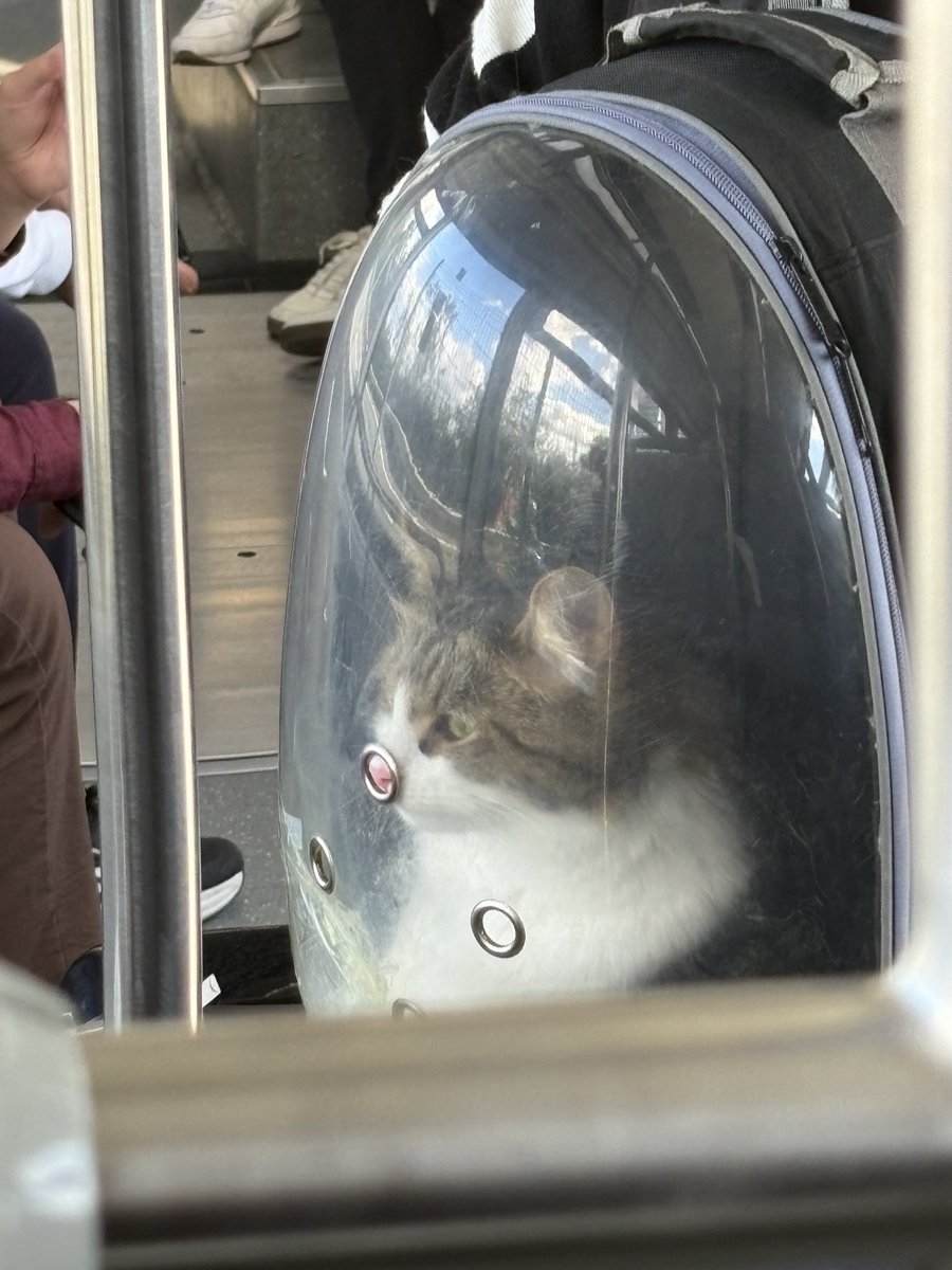 aynenze's tweet photo. Bugün metrobüste küçük bir burun vardı😬 https://t.co/MB5RqQUzvl