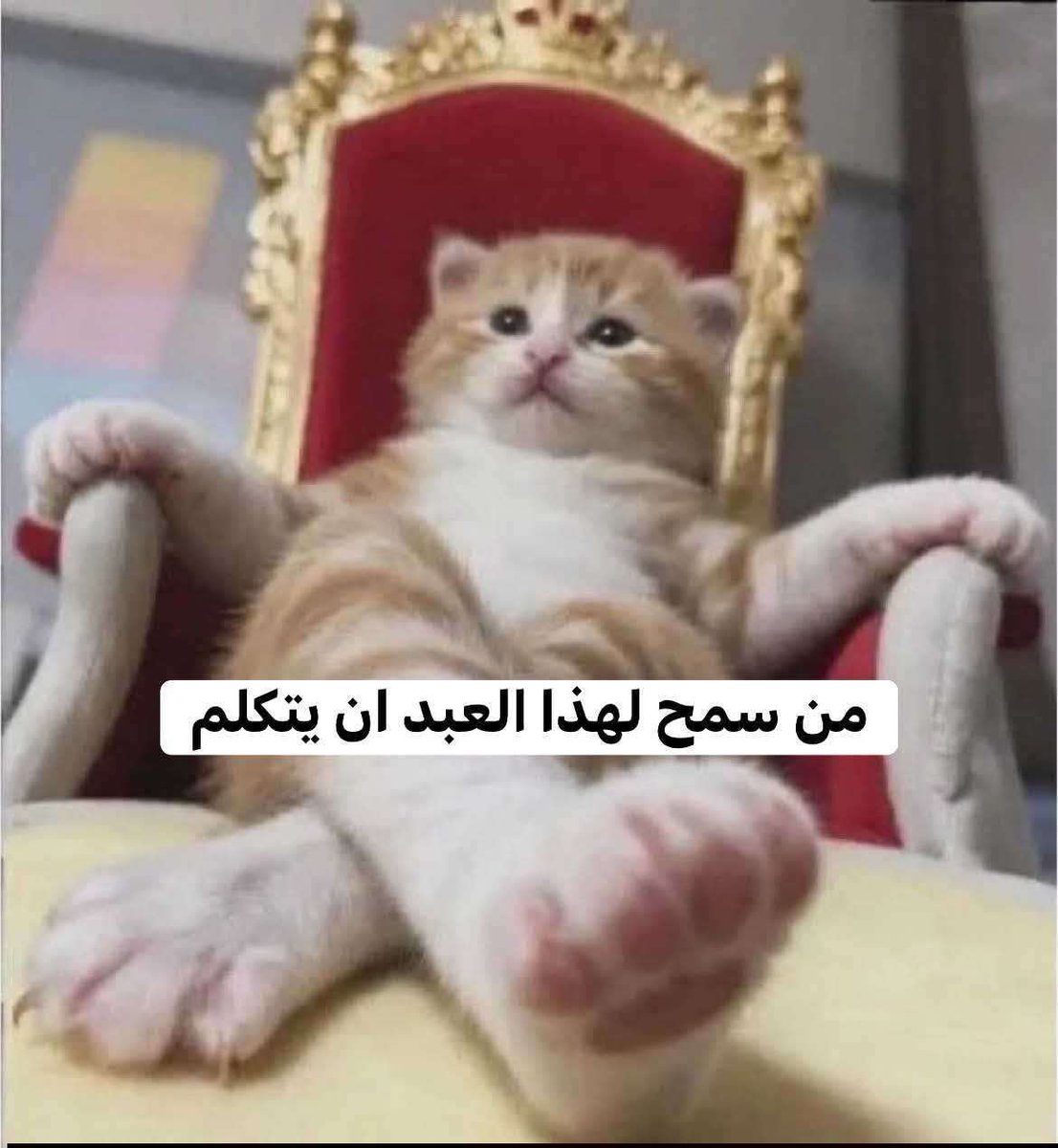 ola_tamimii's tweet photo. https://t.co/p38BHvh6Ib