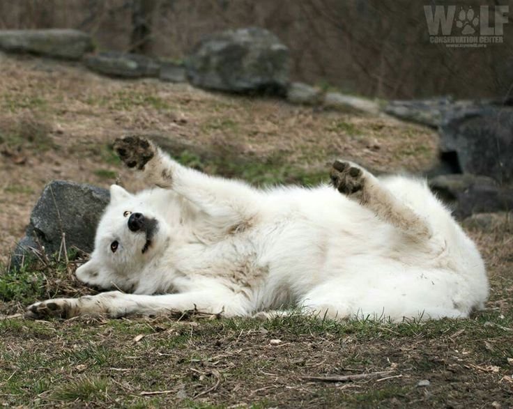 Rustythewuff's tweet photo. Really want to caress someone while they lay on my chest. Is that gay? I heard it's healthy https://t.co/y7j5cOOFkQ
